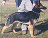 Small picture of G Pet von der schwarzen Nister