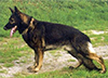 Small picture of V Sirk vom Belchen