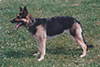Small picture of Anna vom Wolfssiegel