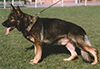 Small picture of V Yoschy von der Döllenwiese