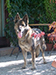 Small picture of SG Maxi von Karthago