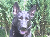 Small picture of Kelly vom Waldwinkel
